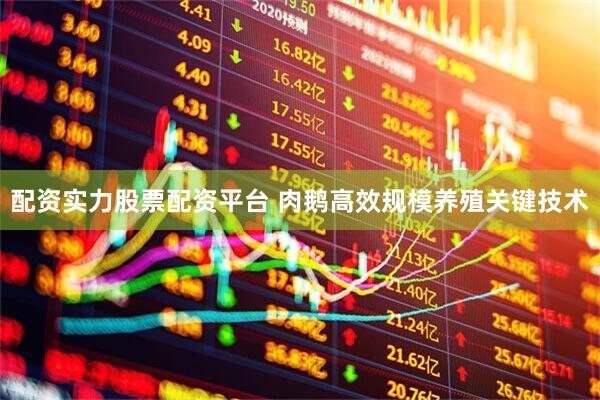 配资实力股票配资平台 肉鹅高效规模养殖关键技术